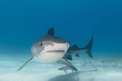 shark