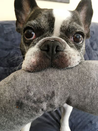 Close-up portrait of dog