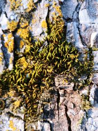 Close-up of moss growing on rock