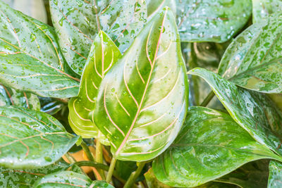 Close-up of wet plant leaves