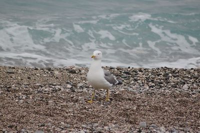 Seagull on rock