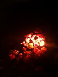 Close-up of illuminated flowers at night