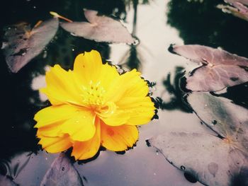 Close-up of wet yellow flower