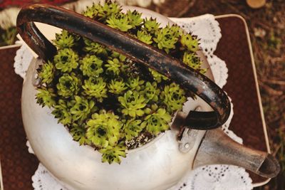 High angle view of plants growing on teapot on table