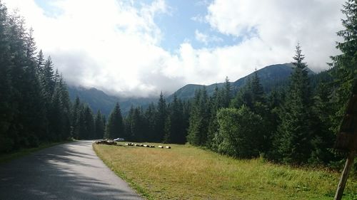 Panoramic shot of pine trees against sky