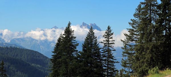 Low angle view of pine trees against sky