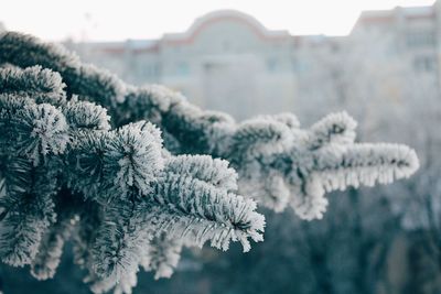 Close-up of frozen flower tree during winter