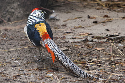 High angle view of bird on field