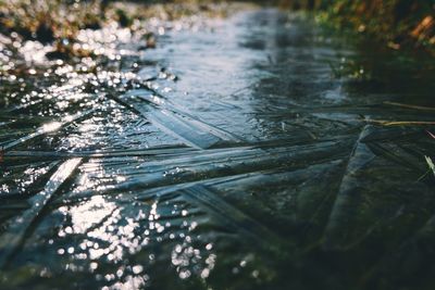Trees in water