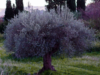 View of purple flowering plants on land