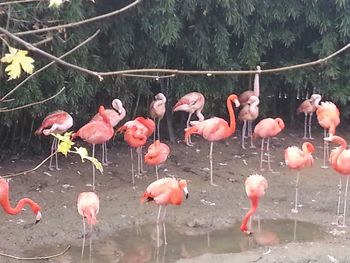 View of birds in water