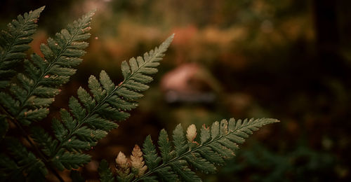 Close-up of pine tree leaves