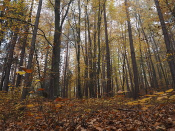 Trees in forest during autumn