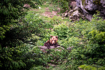 Portrait of bear in a forest