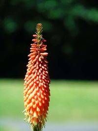 Close-up of kniphofia flower outdoors