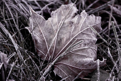 Close-up of dry leaf