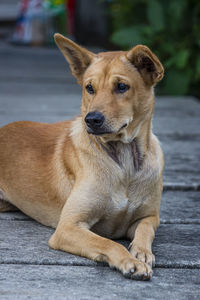 Portrait of dog looking away while sitting outdoors