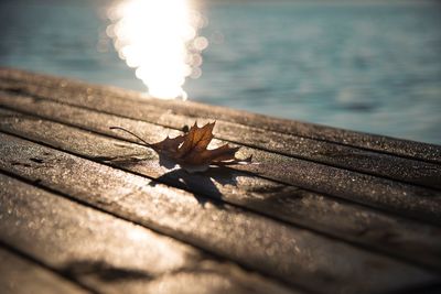 Close-up of dry leaves on wood