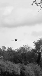 Low angle view of bird flying in sky