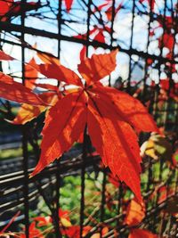 Close-up of red maple leaves on tree