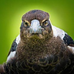 Close-up portrait of owl