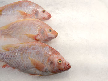 High angle view of fish in ice.