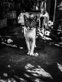 Portrait of cat sitting in city