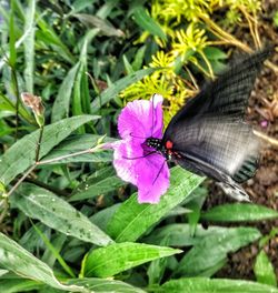 High angle view of butterfly pollinating on flower
