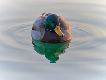 Duck swimming in lake