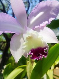 Close-up of purple flowers blooming outdoors