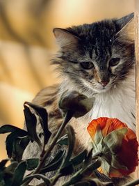 Close-up portrait of a cat