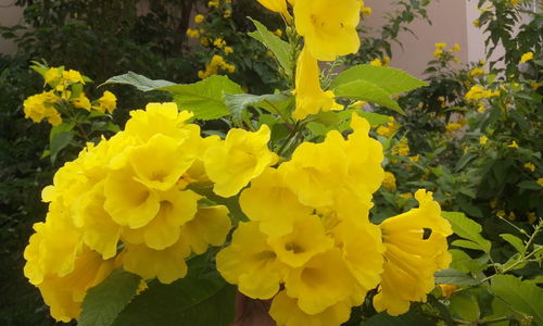 Close-up of yellow flowers