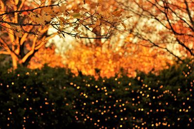 Close-up of tree branches during sunset