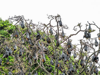 Low angle view of plants against clear sky