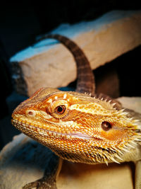 Close-up of lizard