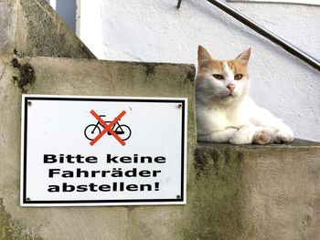 Cat lying on wall