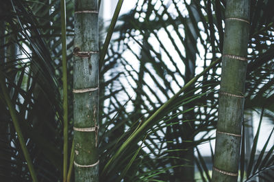 Close-up of bamboo tree