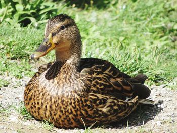 Relaxing male duck