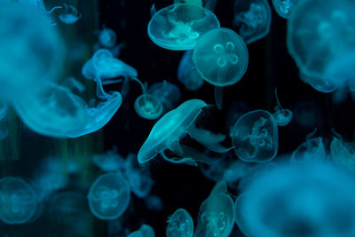 Close-up of jellyfish in sea