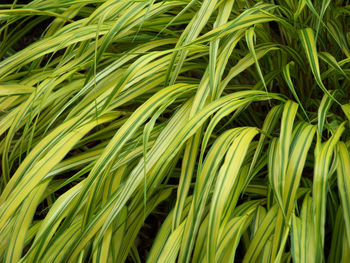 Full frame shot of green plant