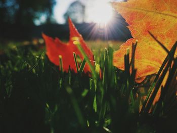 Sun shining through leaves