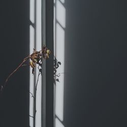 Close-up of insect on wall