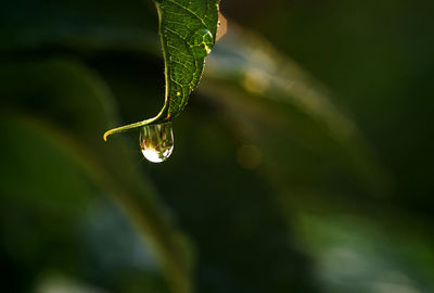 Water drops on the leaf after the rain