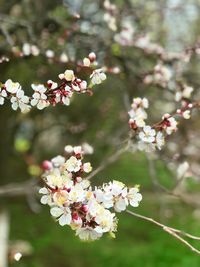 Close-up of cherry blossoms in spring