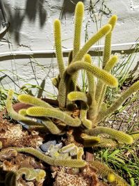 High angle view of caterpillar on plant