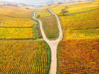 Scenic view of agricultural field. aerial view of vineyards in autumn i' burgundy 