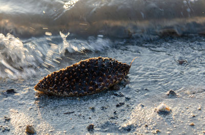 Close-up of crab on beach