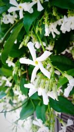 Close-up of flowers blooming outdoors