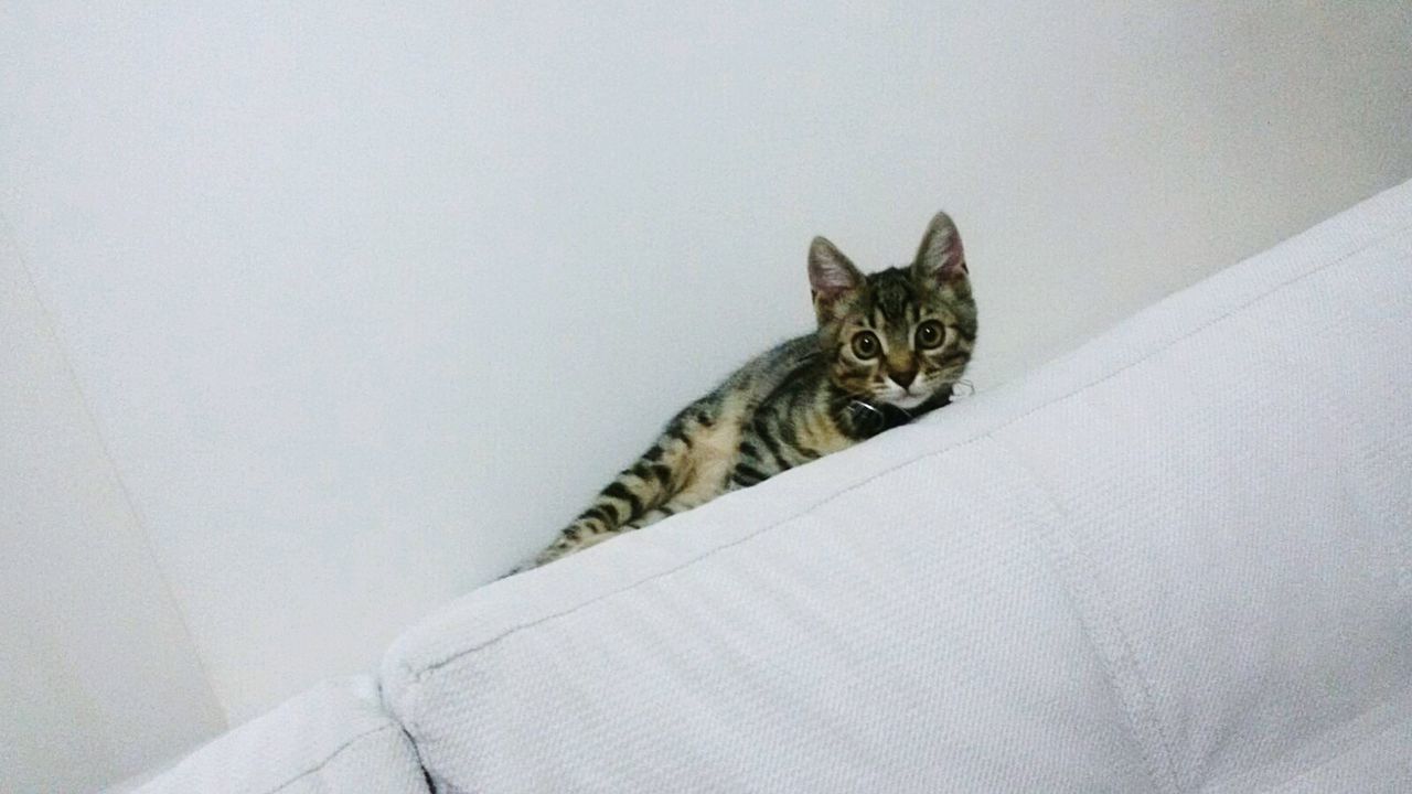 domestic cat, one animal, pets, cat, animal themes, domestic animals, feline, mammal, indoors, portrait, looking at camera, whisker, sitting, relaxation, staring, full length, copy space, alertness, front view
