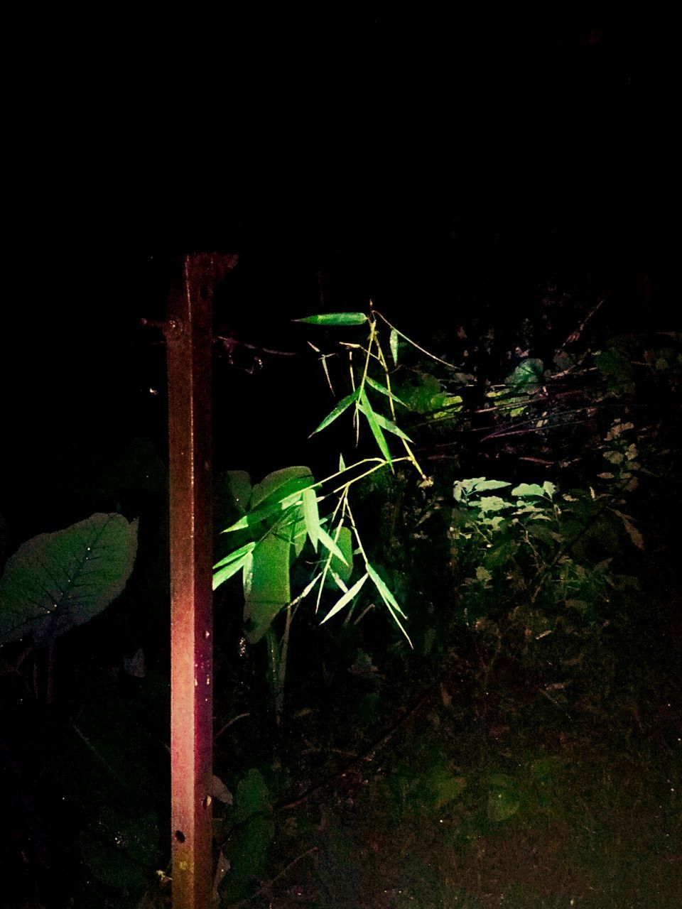 CLOSE-UP OF GREEN PLANT AT NIGHT